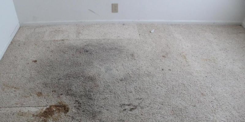 Carpet Cleaning Services