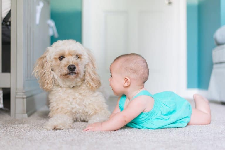 Home Carpet Hazards